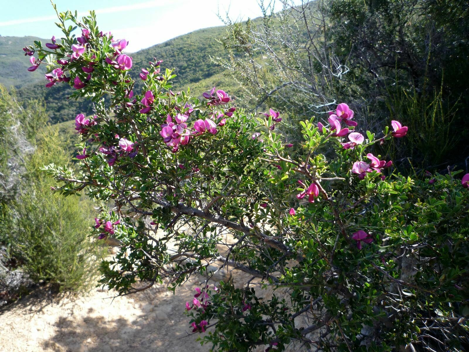 High Resolution Pickeringia montana Plant